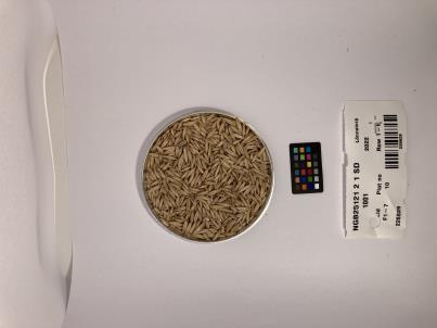 Click for 1 image(s) for this accession. SEED